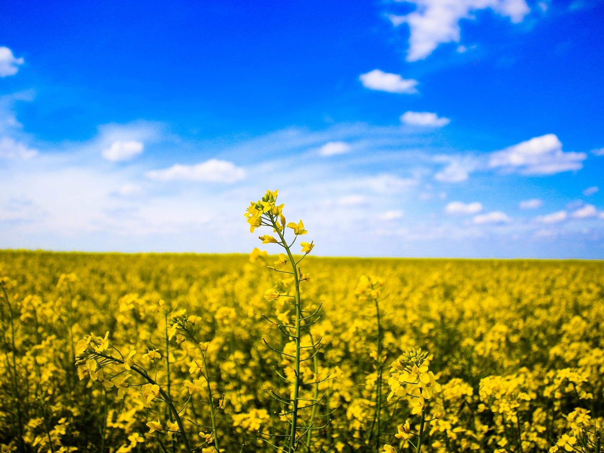 Paesaggio giallo azzurro.jpg
