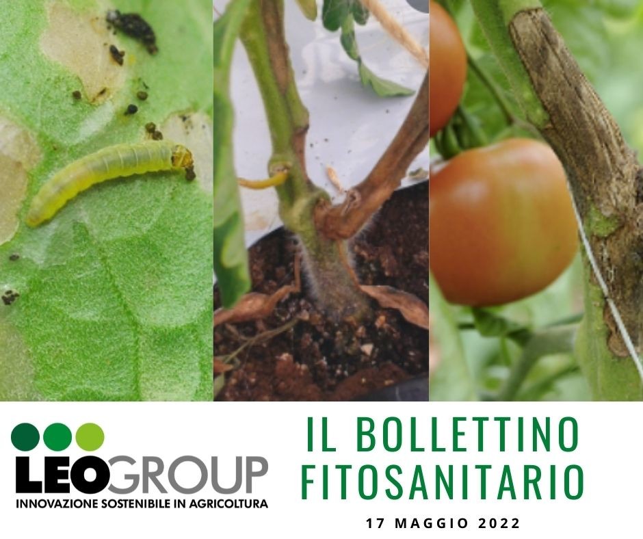 BOLLETTINO-FITOSANITARIO.jpg